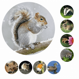 Mini Wildlife Photo Stickers